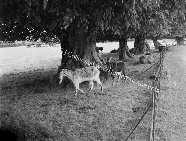 GOATS AT EMO COURT